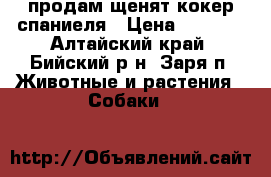продам щенят кокер спаниеля › Цена ­ 5 500 - Алтайский край, Бийский р-н, Заря п. Животные и растения » Собаки   